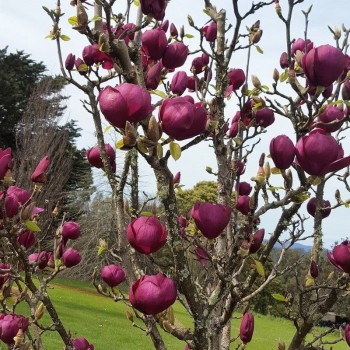 Magnolija 'Black Tulip'...