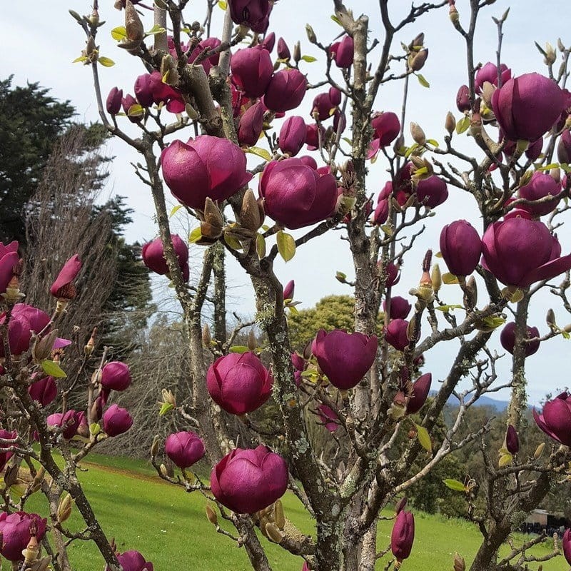 Magnolija 'Black Tulip' /Magnolia/ - C5 kont.