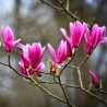 Magnolija 'Betty' /Magnolia/ - C2,5 kont.