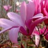 Magnolija 'Betty' /Magnolia/ - C2,5 kont.