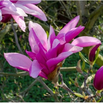 Magnolija 'Betty' /Magnolia/ - C2,5 kont.