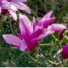 Magnolija 'Betty' /Magnolia/ - C2,5 kont.