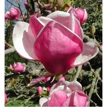 Magnolija, sulanža 'Rustica Rubra' /Magnolia x soulangeana/ - C3 kont.