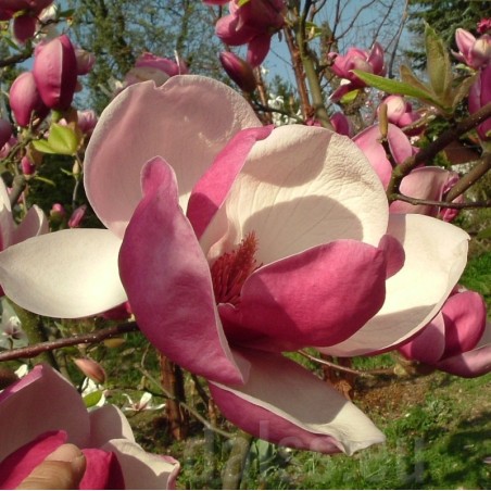 Magnolija, sulanža 'Rustica Rubra' /Magnolia x soulangeana/ - C3 kont.