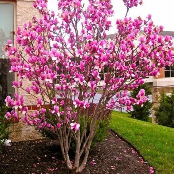 Magnolija, sulanža 'Rustica Rubra' /Magnolia x soulangeana/ - C3 kont.