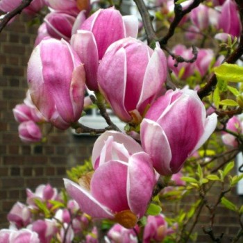 Magnolija, sulanža 'Lennei' /Magnolia x soulangeana/ 150-175cm, C20 kont.