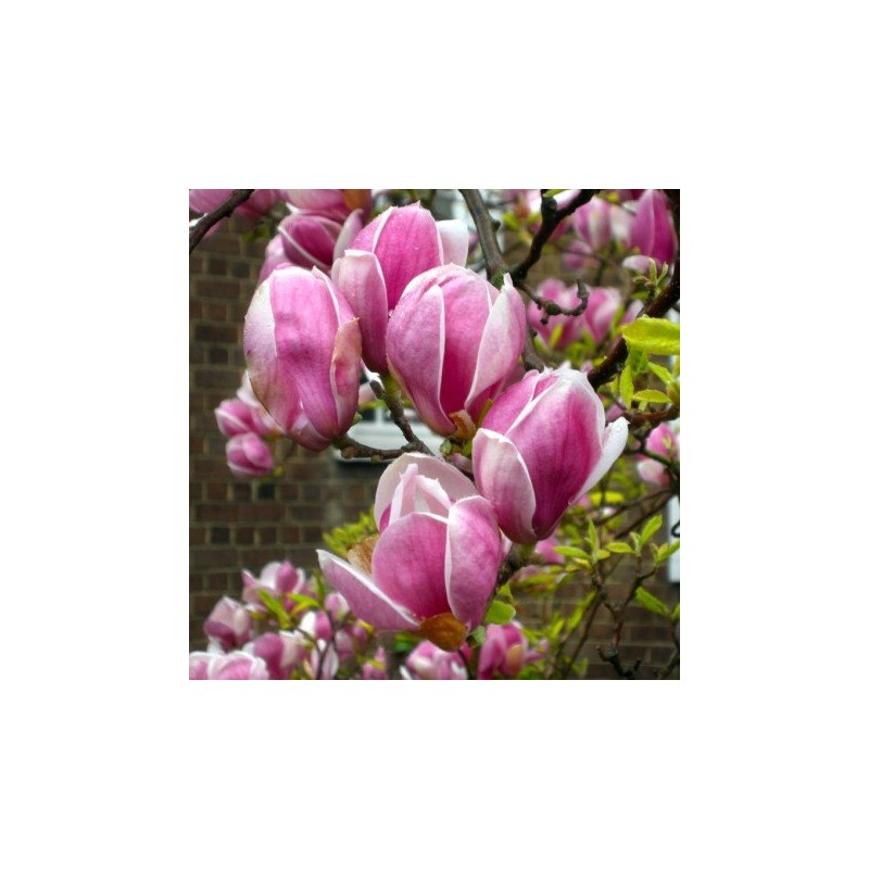 Magnolija, sulanža 'Lennei' /Magnolia x soulangeana/ 150-175cm, C20 kont.