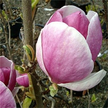 Magnolija, sulanža 'Lennei' /Magnolia x soulangeana/ 150-175cm, C20 kont.