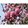 Magnolija, sulanža 'Lennei' /Magnolia x soulangeana/ 150-175cm, C20 kont.