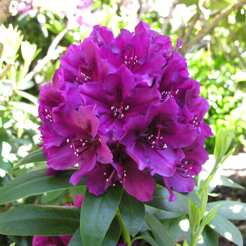 Rododendrs ,,Polarnacht,, /Rhododendron/ - C3 kont.