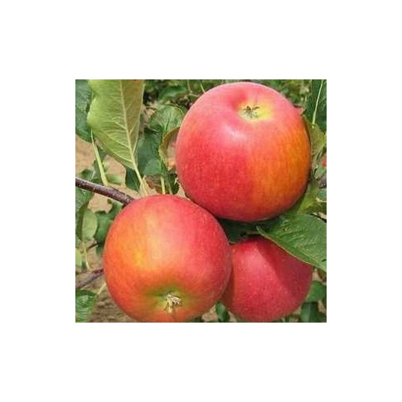 Ābele, ziemas ,,Rubin,, /malus domestica/ - 120-160cm