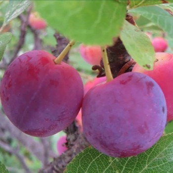 Plūme, mājas ,,Sonora,, /prunus domestica/ (vēlā) - 160-180cm