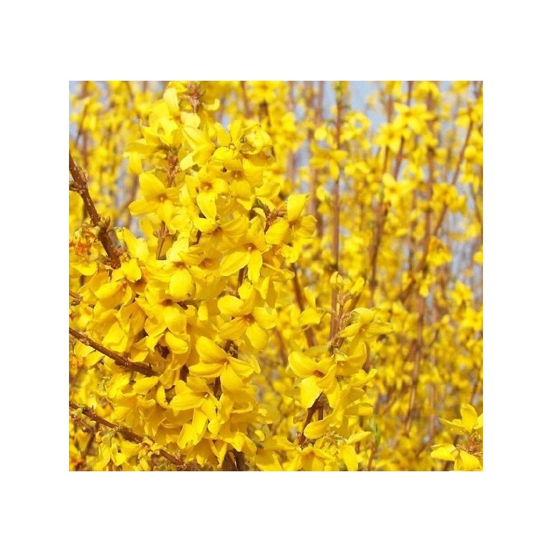 Forsītija, vidējā "Minigold”/Forsythia x intermedia/ - C3 kont.