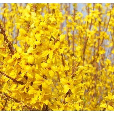 Forsītija, vidējā "Minigold”/Forsythia x intermedia/ - C3 kont.