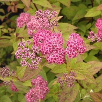 Spireja, Japānas ,,Froebelli,, /Spiraea japonica/- C3 kont.