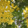 Zeltlietus ,,Vossi,, /Laburnum x watereri/ - C10 kont.