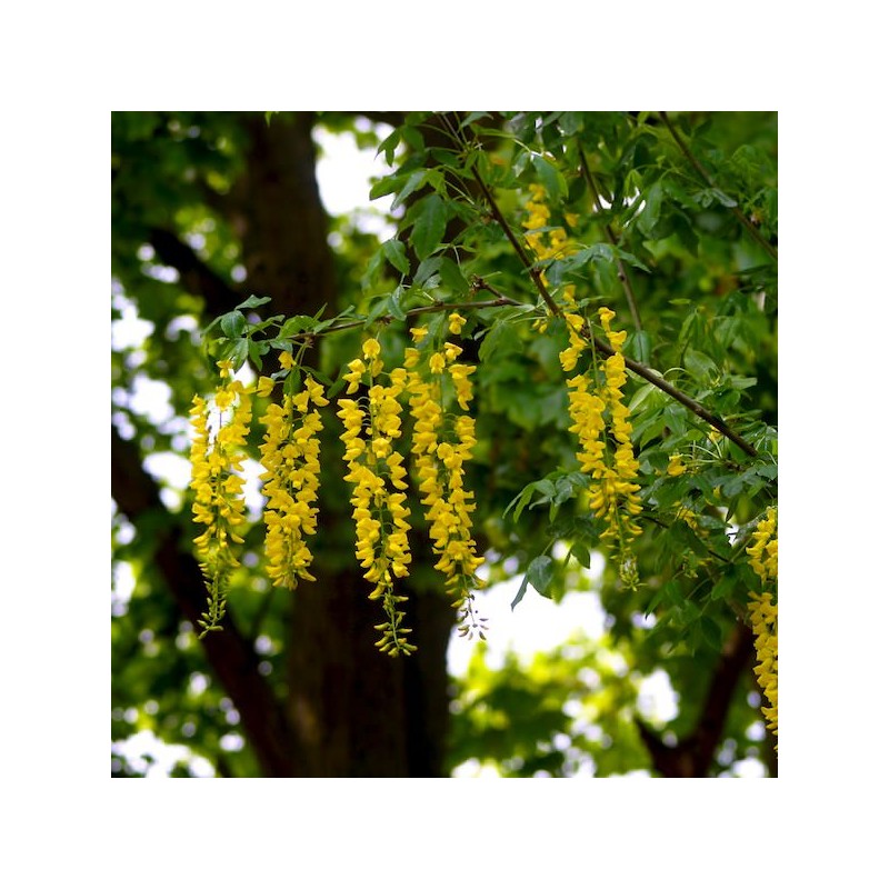 Zeltlietus ,,Vossi,, /Laburnum x watereri/ - C10 kont.