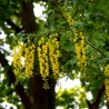 Zeltlietus ,,Vossi,, /Laburnum x watereri/ - C10 kont.