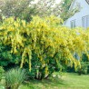 Zeltlietus ,,Vossi,, /Laburnum x watereri/ - C10 kont.