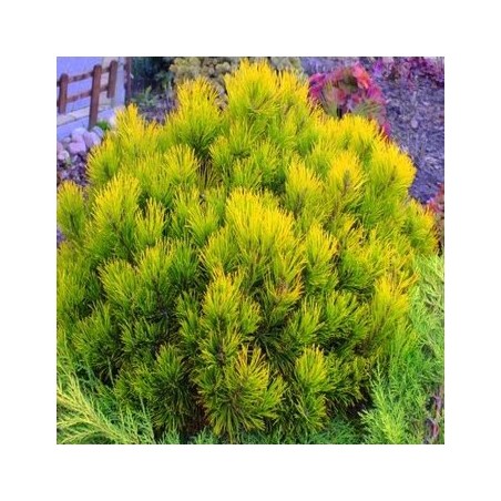 Kalnu priede ,,Winter Gold,,/Pinus mugo/ - C3 kont.