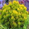 Kalnu priede ,,Winter Gold,,/Pinus mugo/ - C3 kont.