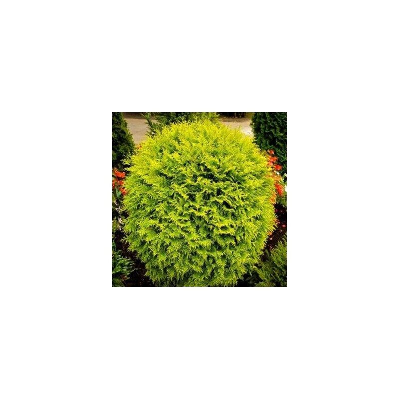 Tūja, rietumu ,,Golden Globe,,/Thuja occidentalis/ - C7,5 kont.