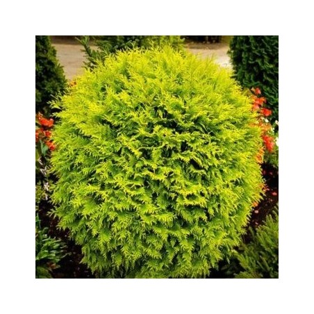 Tūja, rietumu ,,Golden Globe,,/Thuja occidentalis/ - C7,5 kont.