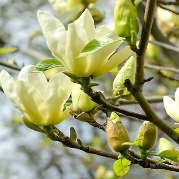 Magnolija 'Yellow Lantern' /Magnolia/ 100-125cm, C7,5 kont.