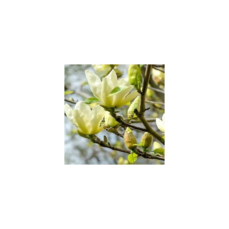 Magnolija 'Yellow Lantern' /Magnolia/ 100-125cm, C7,5 kont.