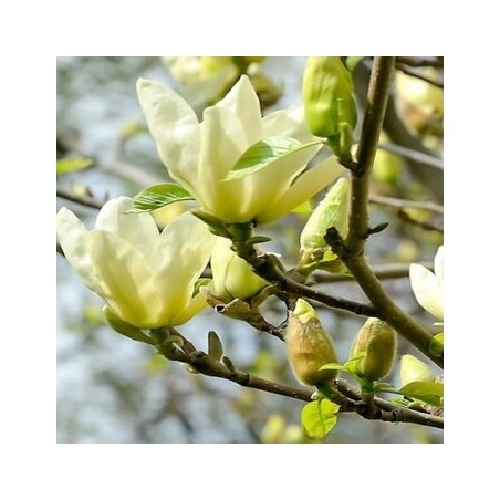 Magnolija 'Yellow Lantern' /Magnolia/ 100-125cm, C7,5 kont.