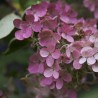 Hortenzija, skarainā ,,Wim's Red,, /Hydrangea paniculata/ - C3 kont.