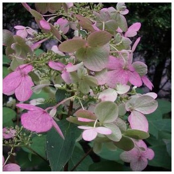 Hortenzija, skarainā ,,Wim's Red,, /Hydrangea paniculata/ - C3 kont.