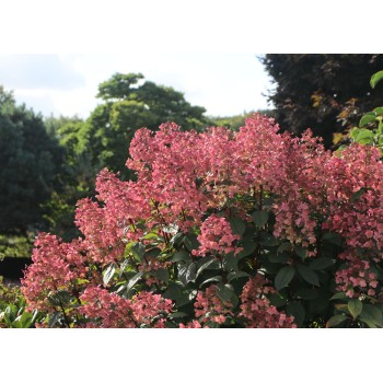 Skarainā hortenzija ,,Wim's Red,, /Hydrangea paniculata/ - C3 kont.