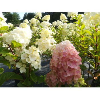 Hortenzija, skarainā ,,Sundae Fraise,, /Hydrangea paniculata/ - C3 kont.