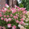 Hortenzija, skarainā ,,Sundae Fraise,, /Hydrangea paniculata/ - C3 kont.