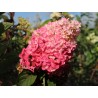 Hortenzija, skarainā ,,Sundae Fraise,, /Hydrangea paniculata/ - C3 kont.