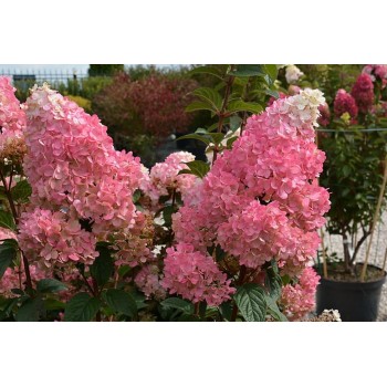 Hortenzija, skarainā ,,Sundae Fraise,, /Hydrangea paniculata/ - C3 kont.