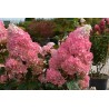 Hortenzija, skarainā ,,Sundae Fraise,, /Hydrangea paniculata/ - C3 kont.