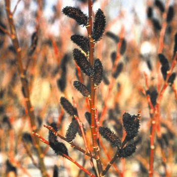 Smalkirbuļu kārkls ,,Melanostchys,, /Salix gracilistyla/- C3 kont.