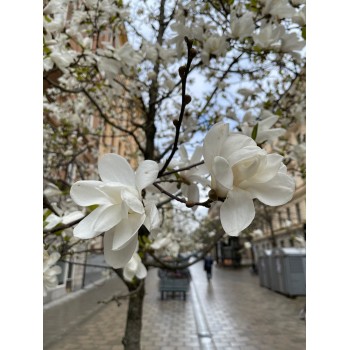 Lebnera magnolija 'Merrill' /Magnolia x loebneri/- C2,5 Kont.