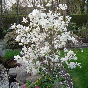 Lebnera magnolija 'Merrill' /Magnolia x loebneri/- C2,5 Kont.