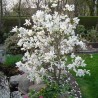 Lebnera magnolija 'Merrill' /Magnolia x loebneri/- C2,5 Kont.