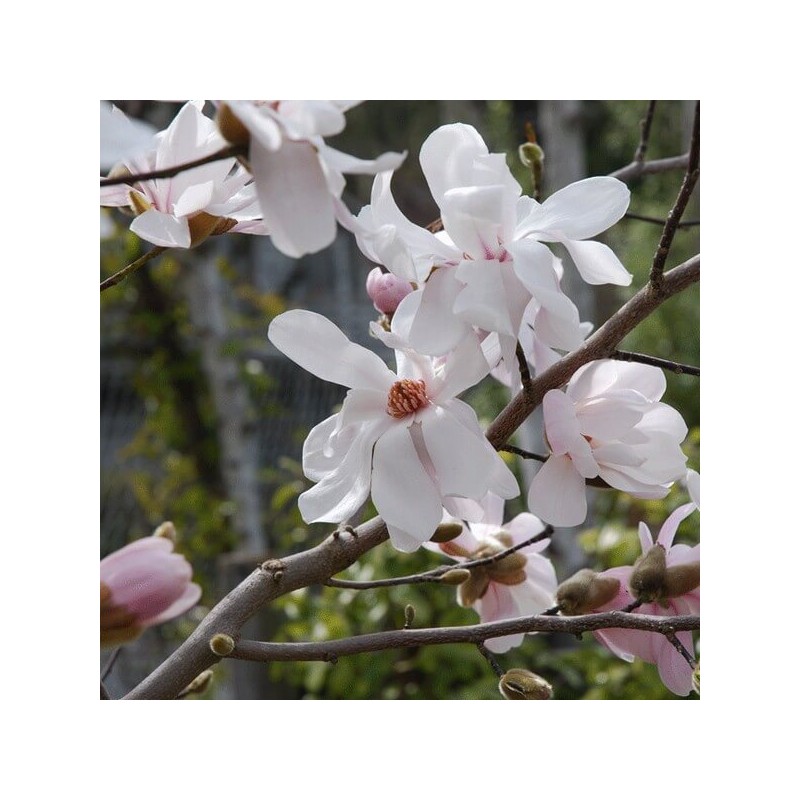 Lebnera magnolija 'Merrill' /Magnolia x loebneri/- C2,5 Kont.