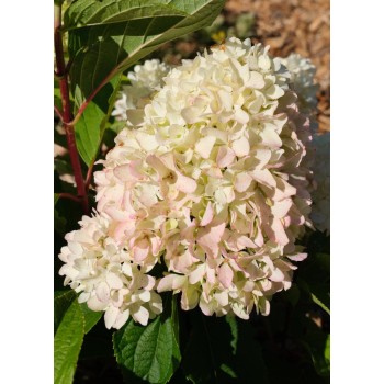 Hortenzija, skarainā ,,Little Fresco,,  /Hydrangea paniculata/ - C3 kont.