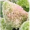 Hortenzija, skarainā ,,Little Fresco,,  /Hydrangea paniculata/ - C3 kont.