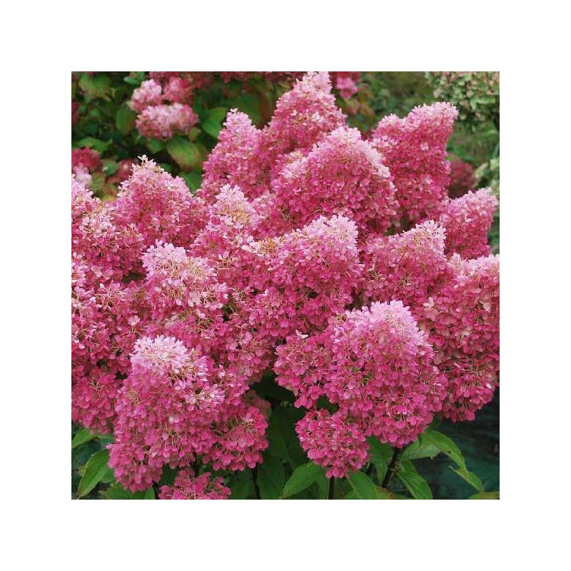 Hortenzija, skarainā ,,Petite Flori,, /Hydrangea paniculata/ - C3 kont.