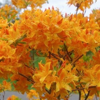 Rododendrs, vasarzaļais "Golden Lights" / azalea mollis/ - C10 kont.