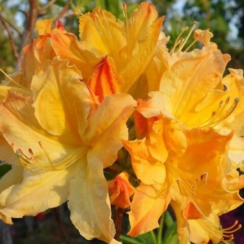 Rododendrs, vasarzaļais "Golden Lights" / azalea mollis/ - C10 kont.