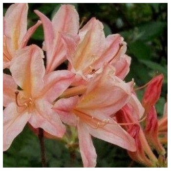 Rododendrs, vasarzaļais "Chanel" / azalea mollis/ - 70-90cm., C10 kont.