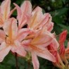 Rododendrs, vasarzaļais "Chanel" / azalea mollis/ - 70-90cm., C10 kont.